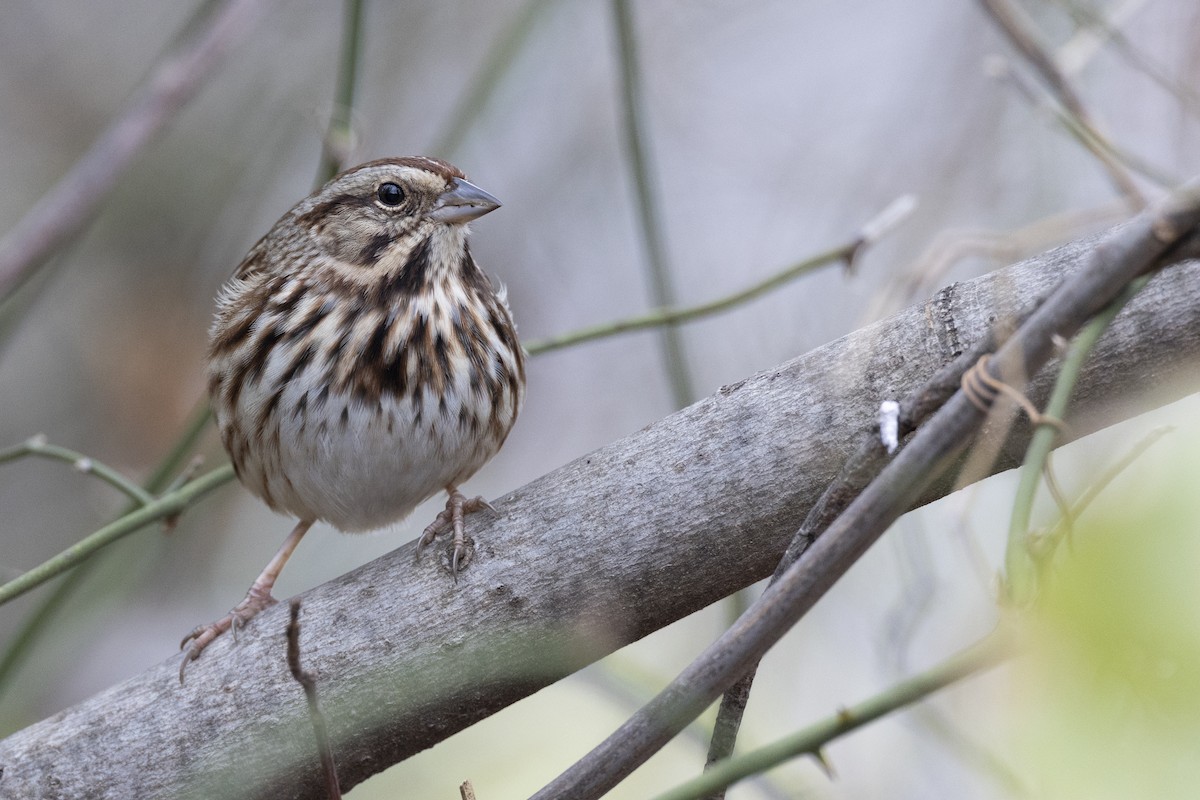 Song Sparrow (melodia/atlantica) - ML612526558