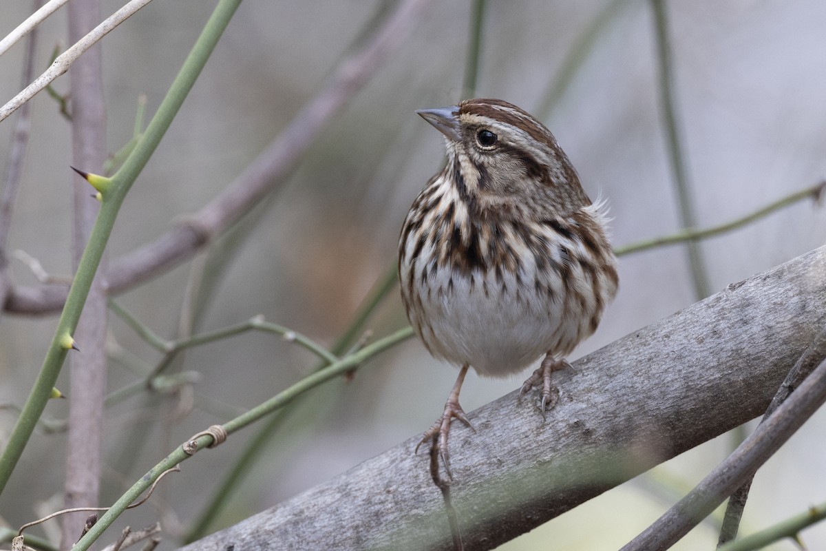 Song Sparrow (melodia/atlantica) - ML612526559