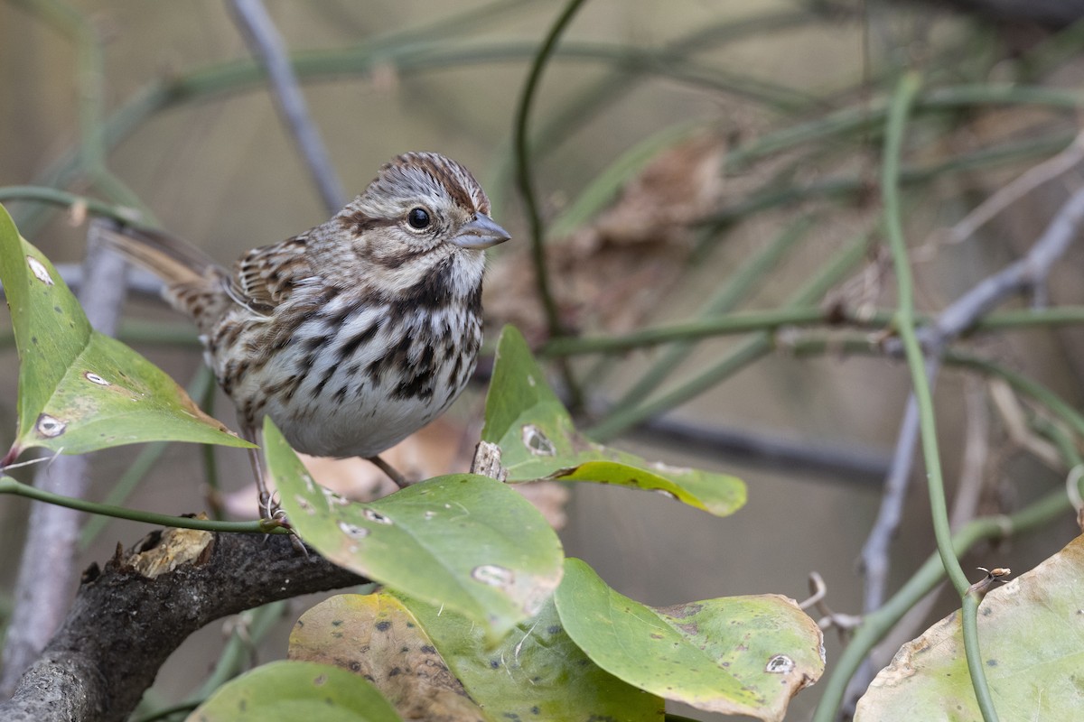 Song Sparrow (melodia/atlantica) - ML612526561