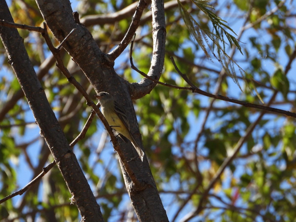 Dusky Flycatcher - ML612526574