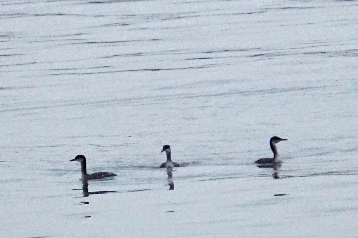 Red-necked Grebe - ML612526594