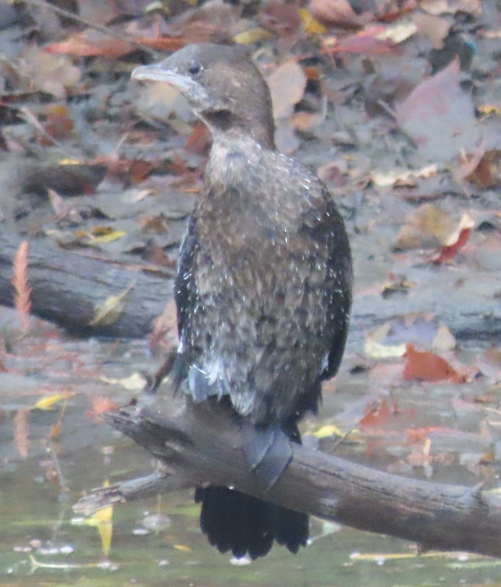 Pygmy Cormorant - ML612526629