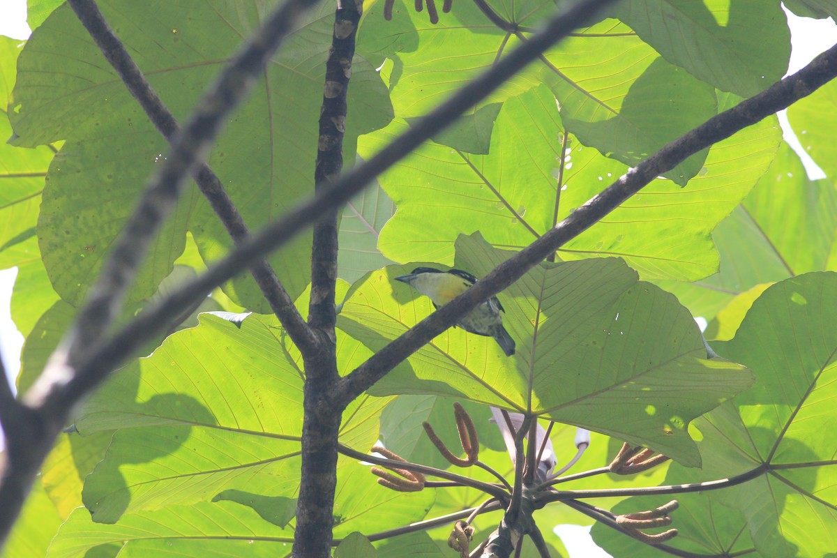 Five-colored Barbet - ML612526650