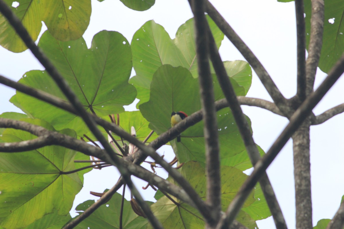 Five-colored Barbet - ML612526657