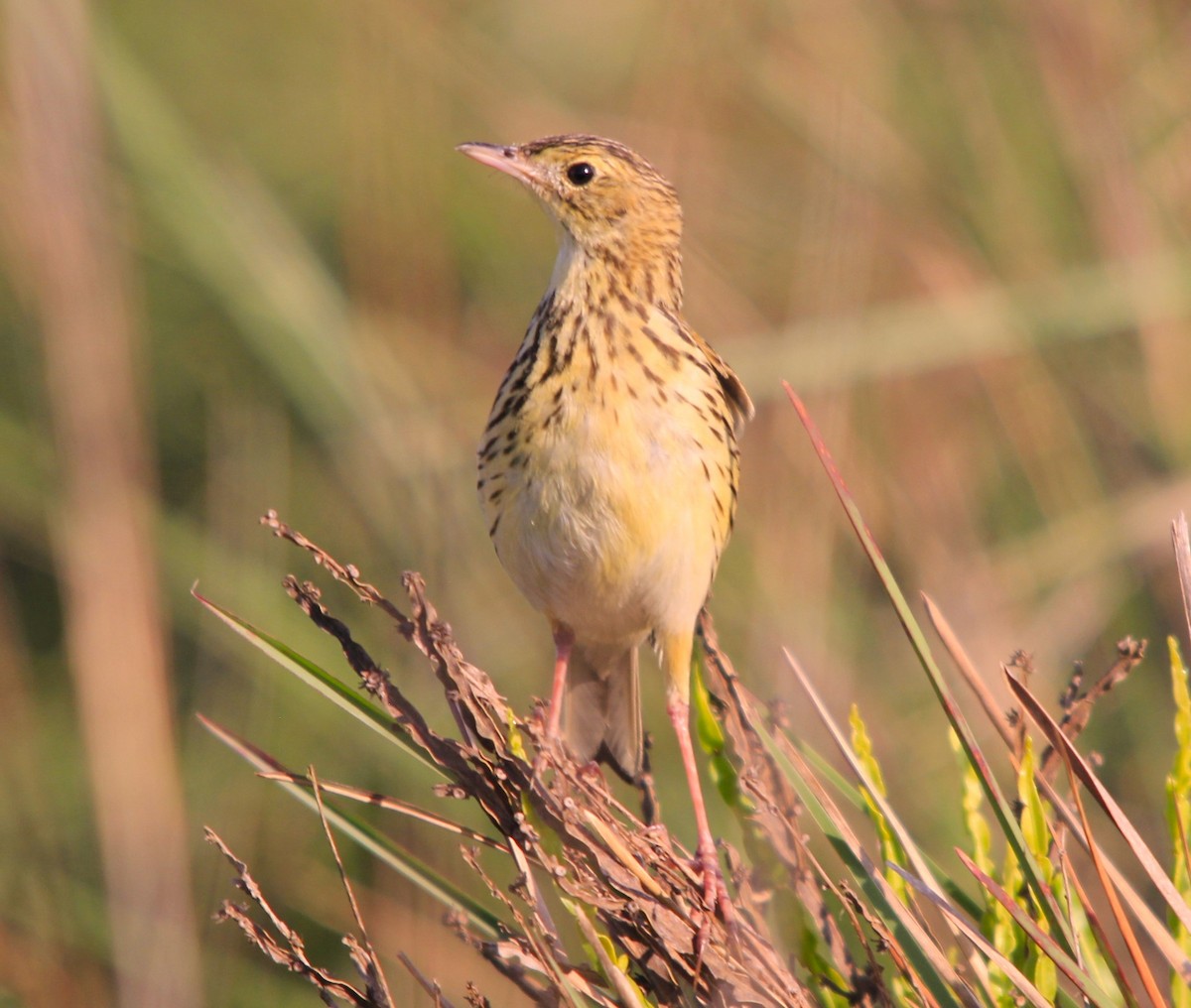 Ochre-breasted Pipit - Roberto Botelho