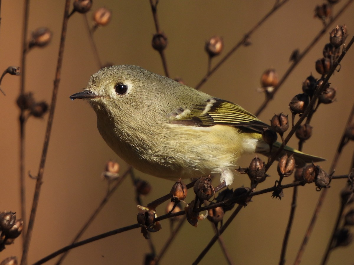 Ruby-crowned Kinglet - ML612526727