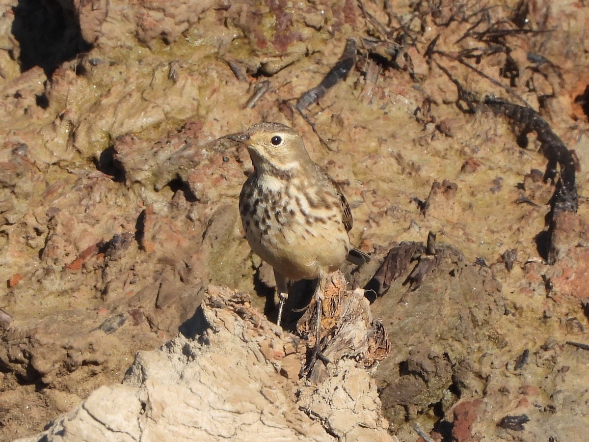 American Pipit - ML612526831