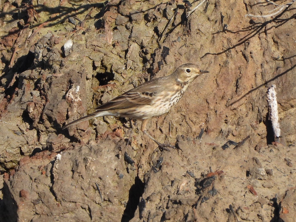 American Pipit - ML612526832