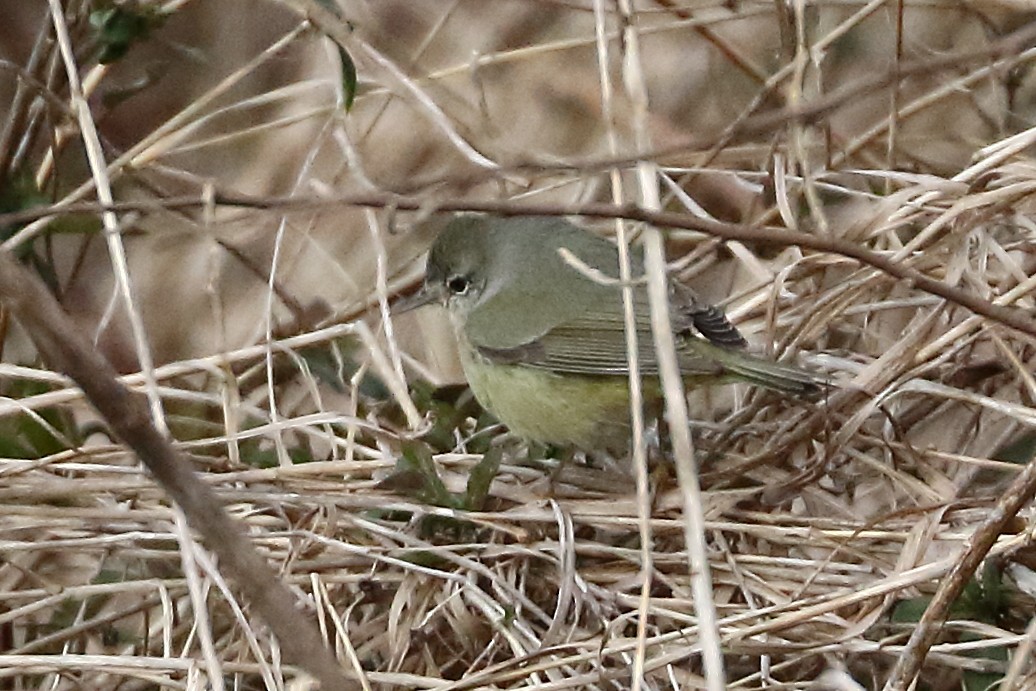 Orange-crowned Warbler - ML612526853