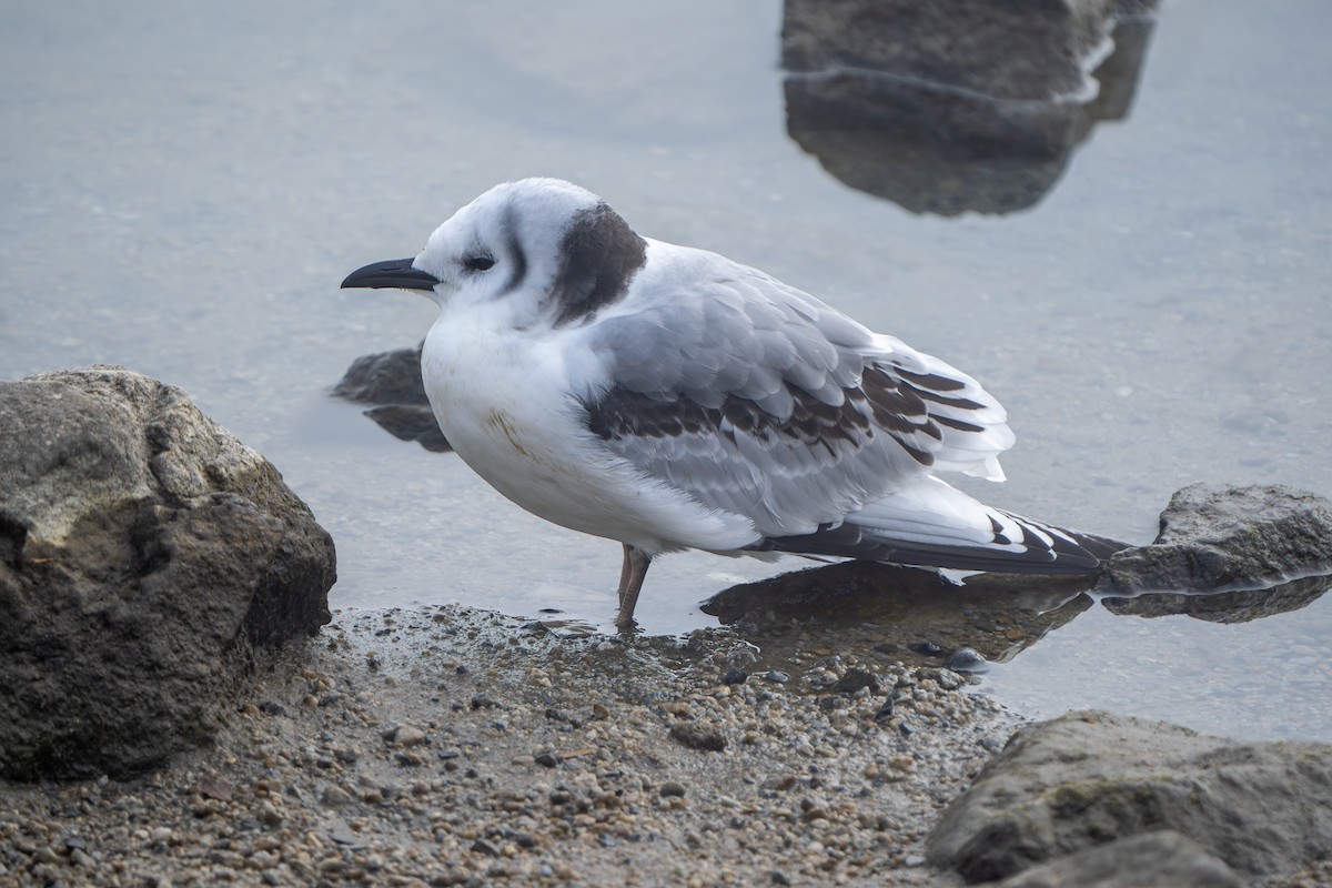 Mouette tridactyle - ML612527036