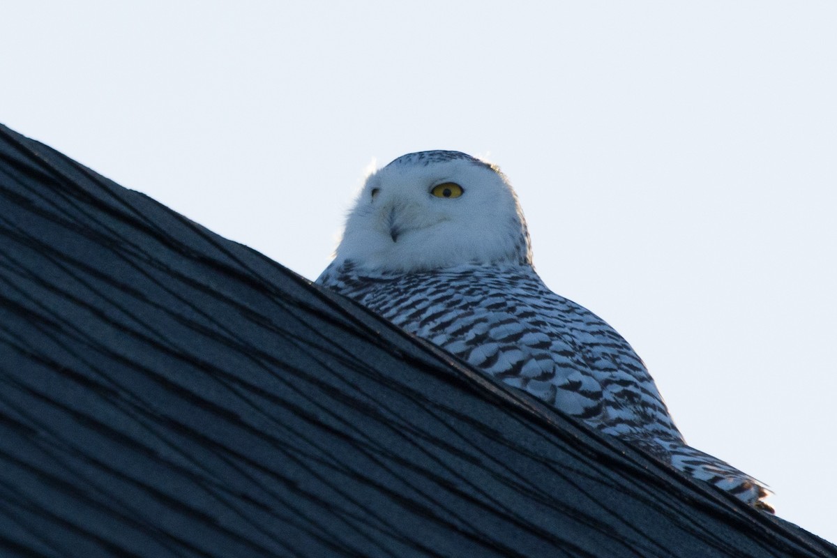 Snowy Owl - Chetan Kher