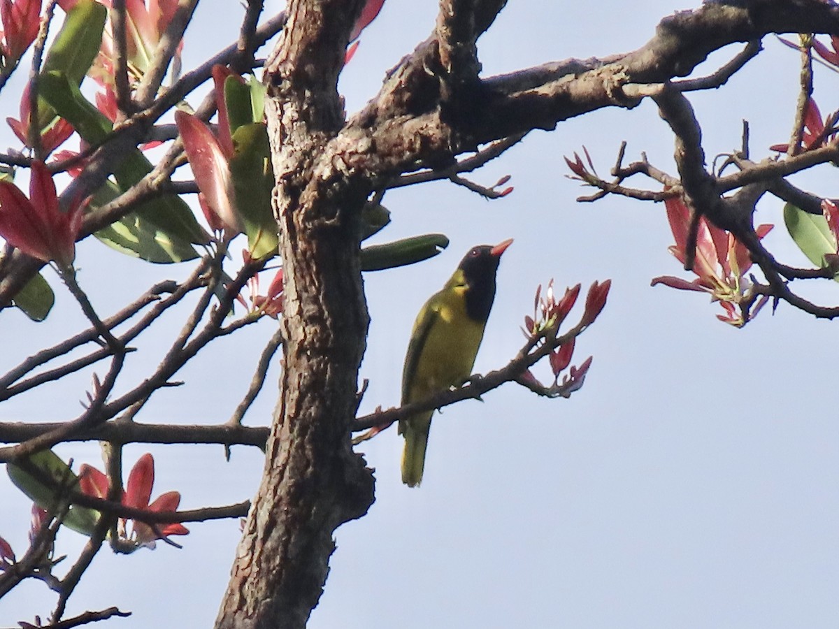 Black-winged Oriole - ML612527206