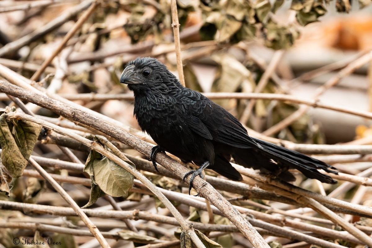 Groove-billed Ani - ML612527229