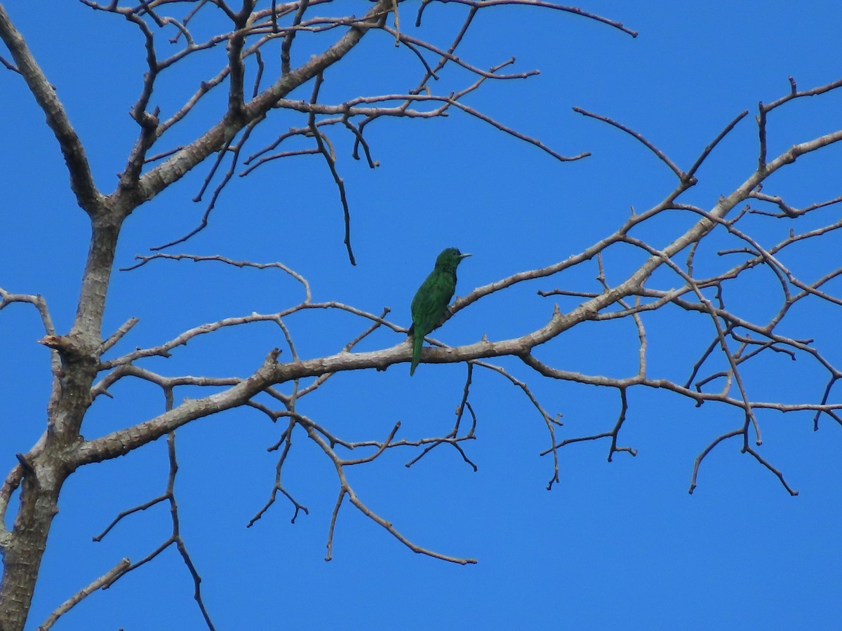 African Emerald Cuckoo - ML612527273