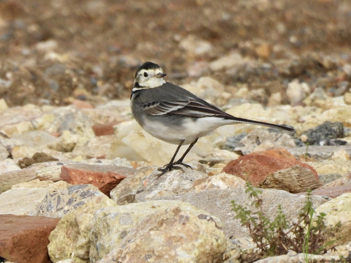 White Wagtail (British) - ML612527284