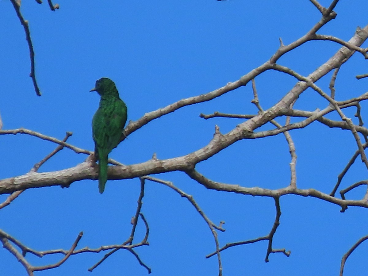 African Emerald Cuckoo - ML612527287