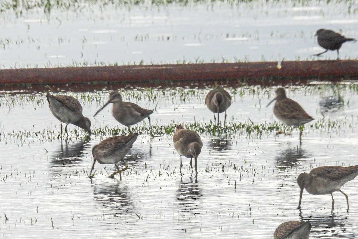 Long-billed Dowitcher - ML612527289
