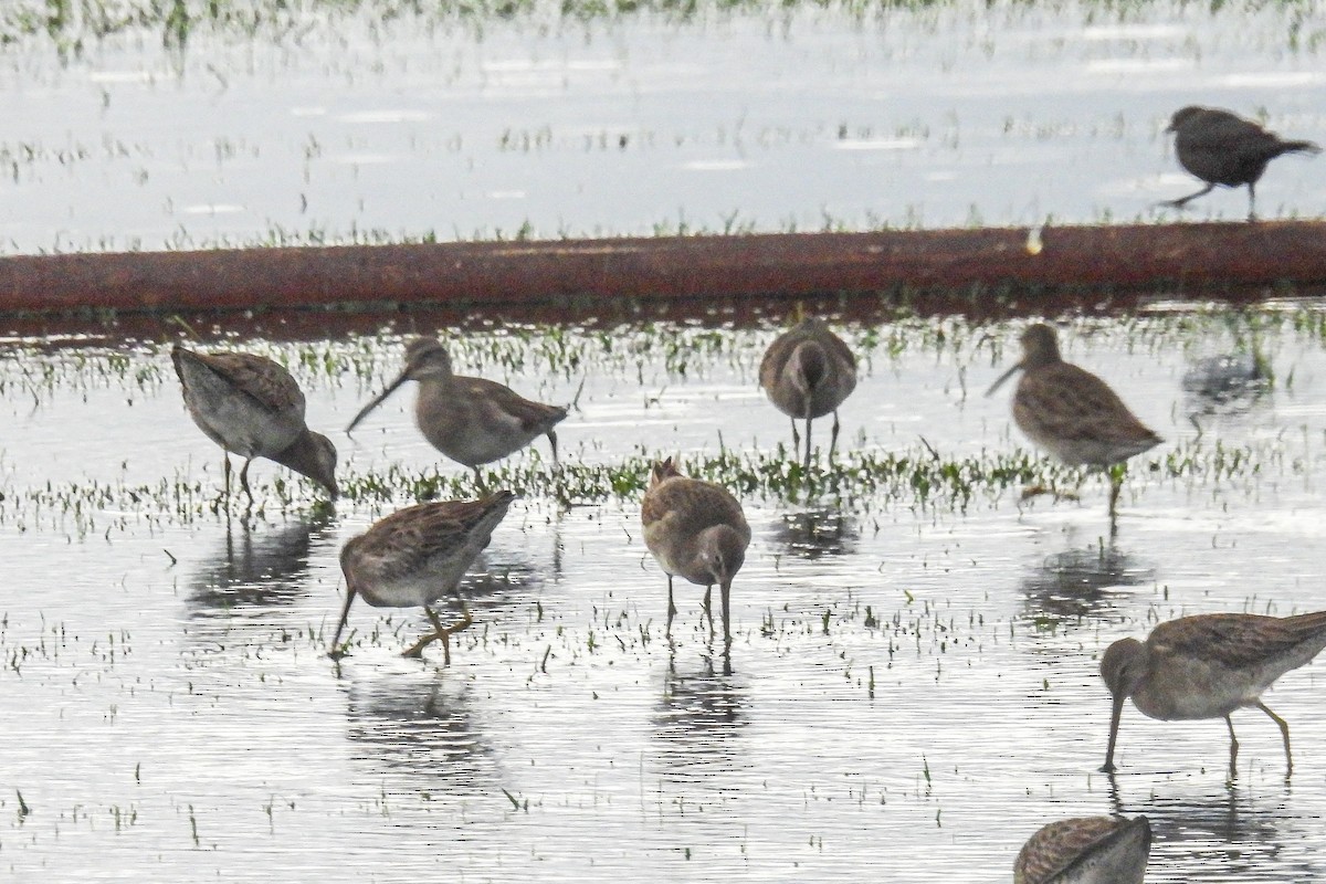 Long-billed Dowitcher - John Mueller