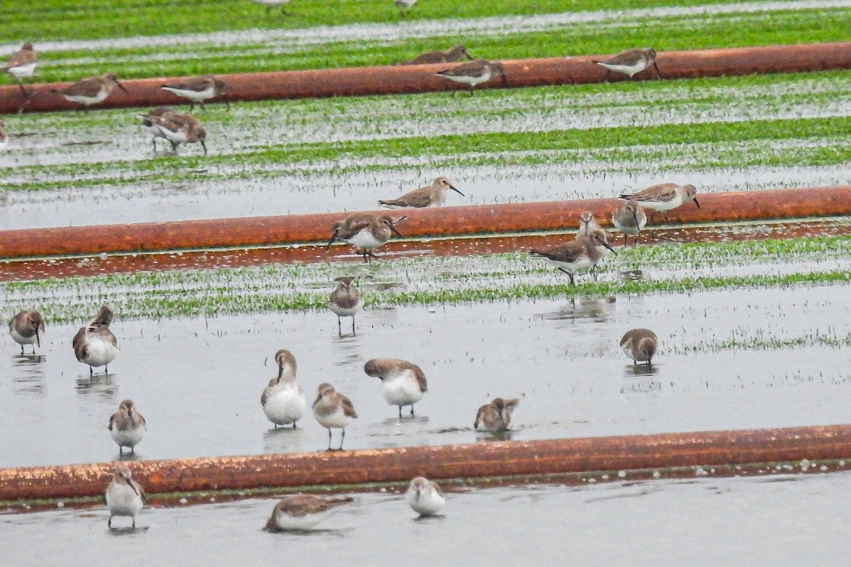 Dunlin - ML612527297