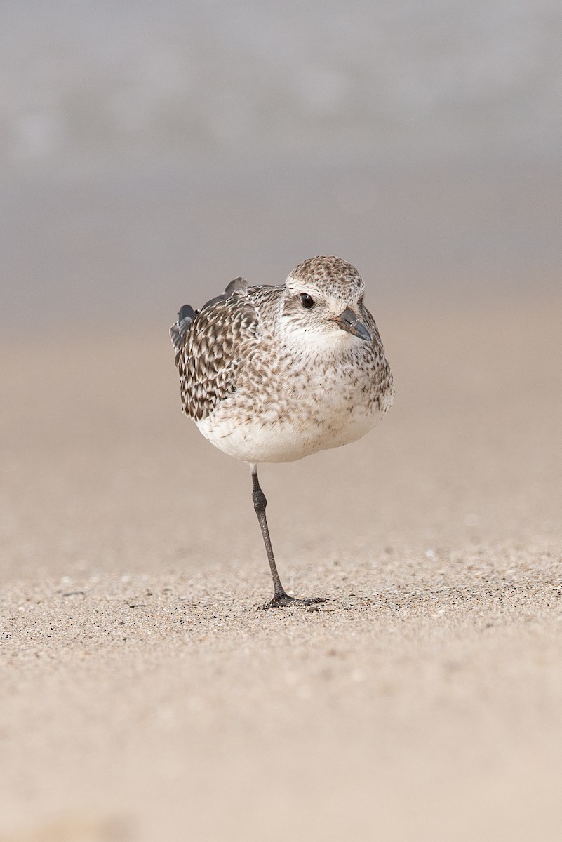 Black-bellied Plover - Zachary Loman