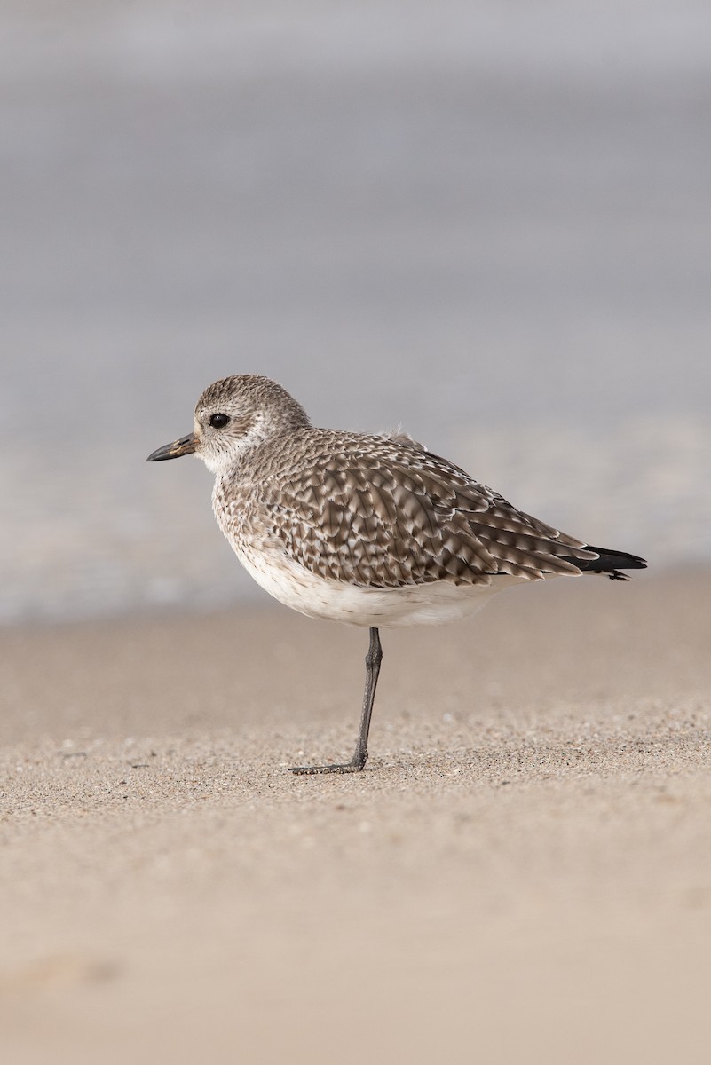 Black-bellied Plover - ML612527306