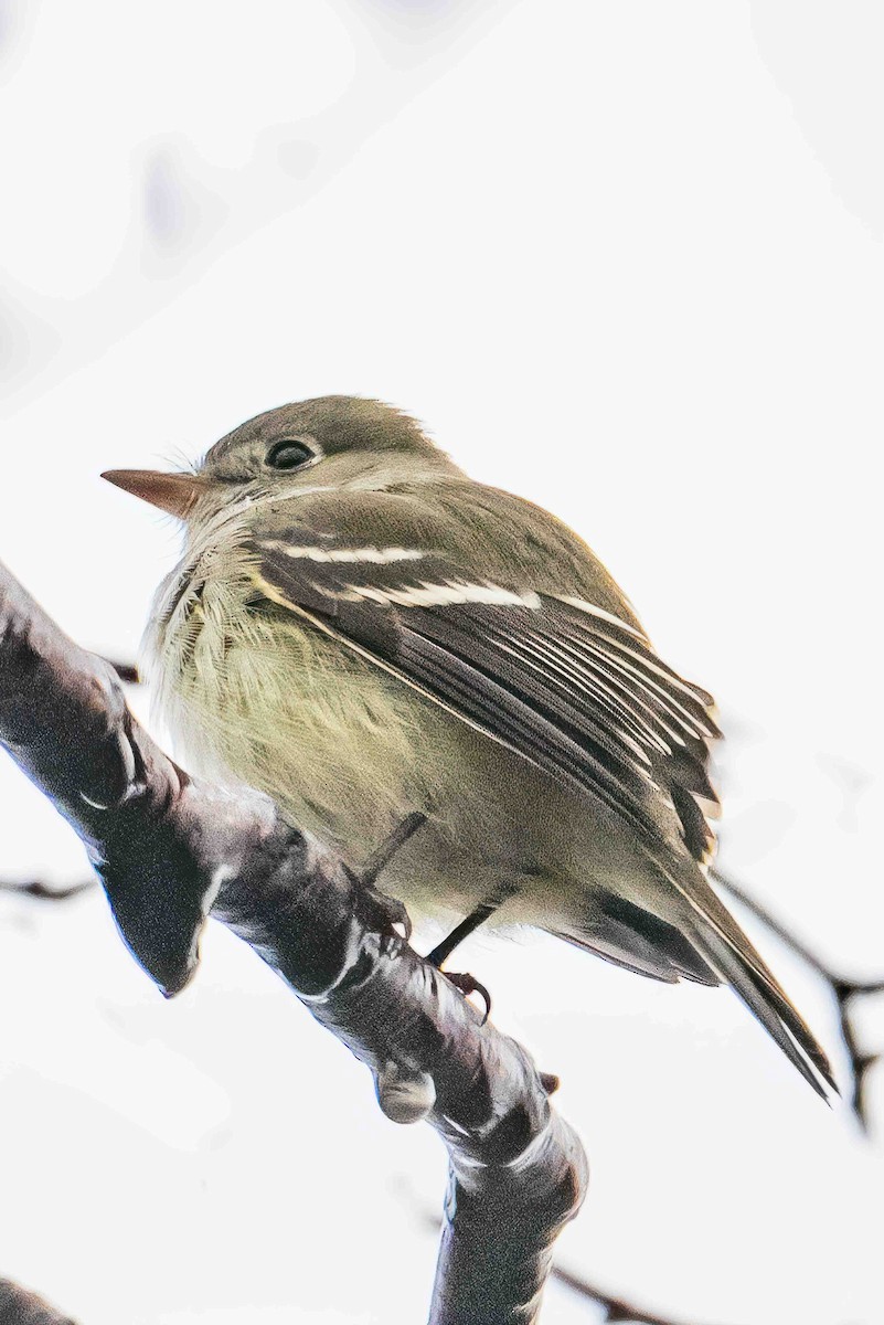 Least Flycatcher - ML612527349