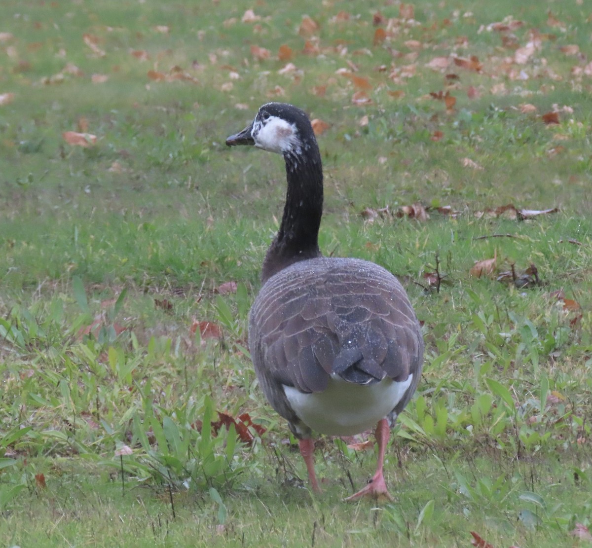 Greater White-fronted x Canada Goose (hybrid) - ML612527408