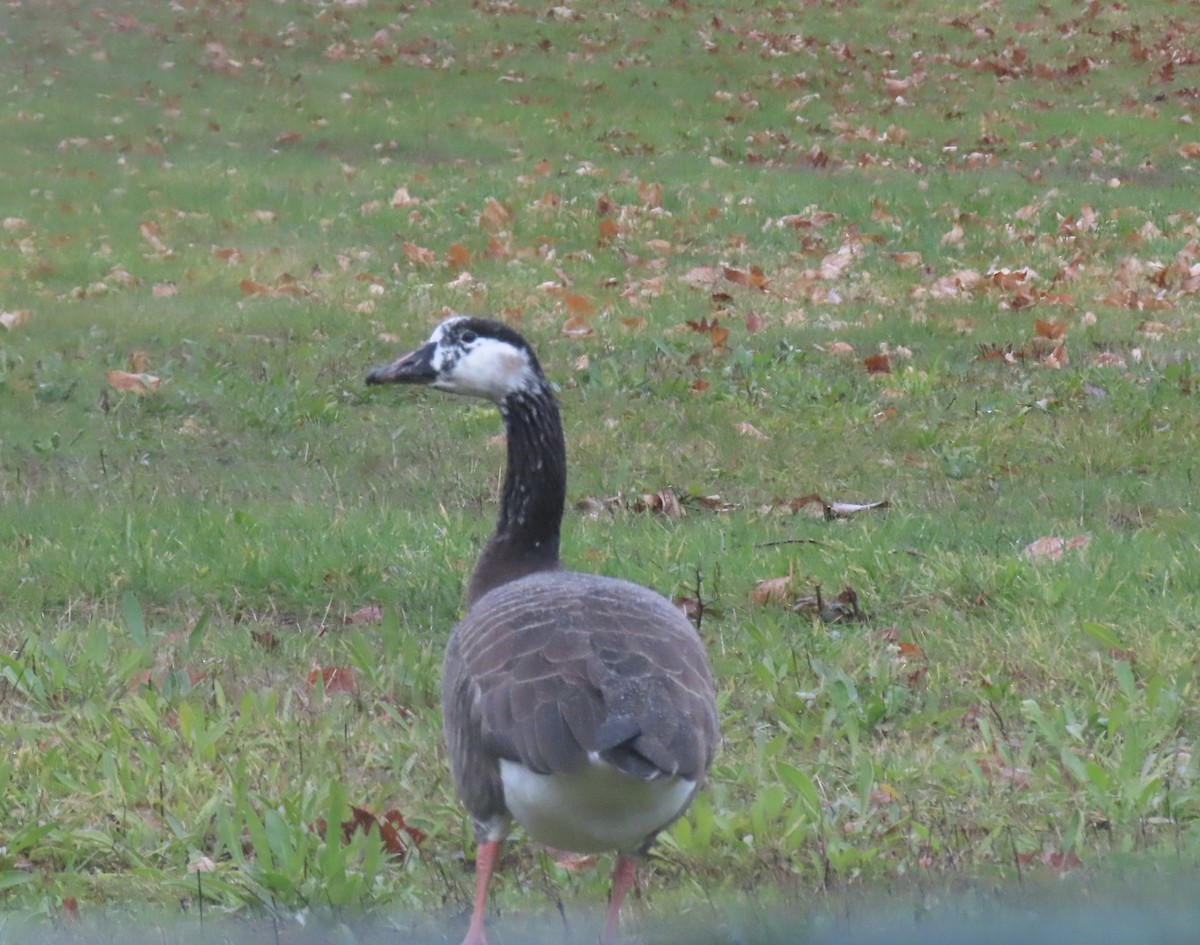 Greater White-fronted x Canada Goose (hybrid) - ML612527431