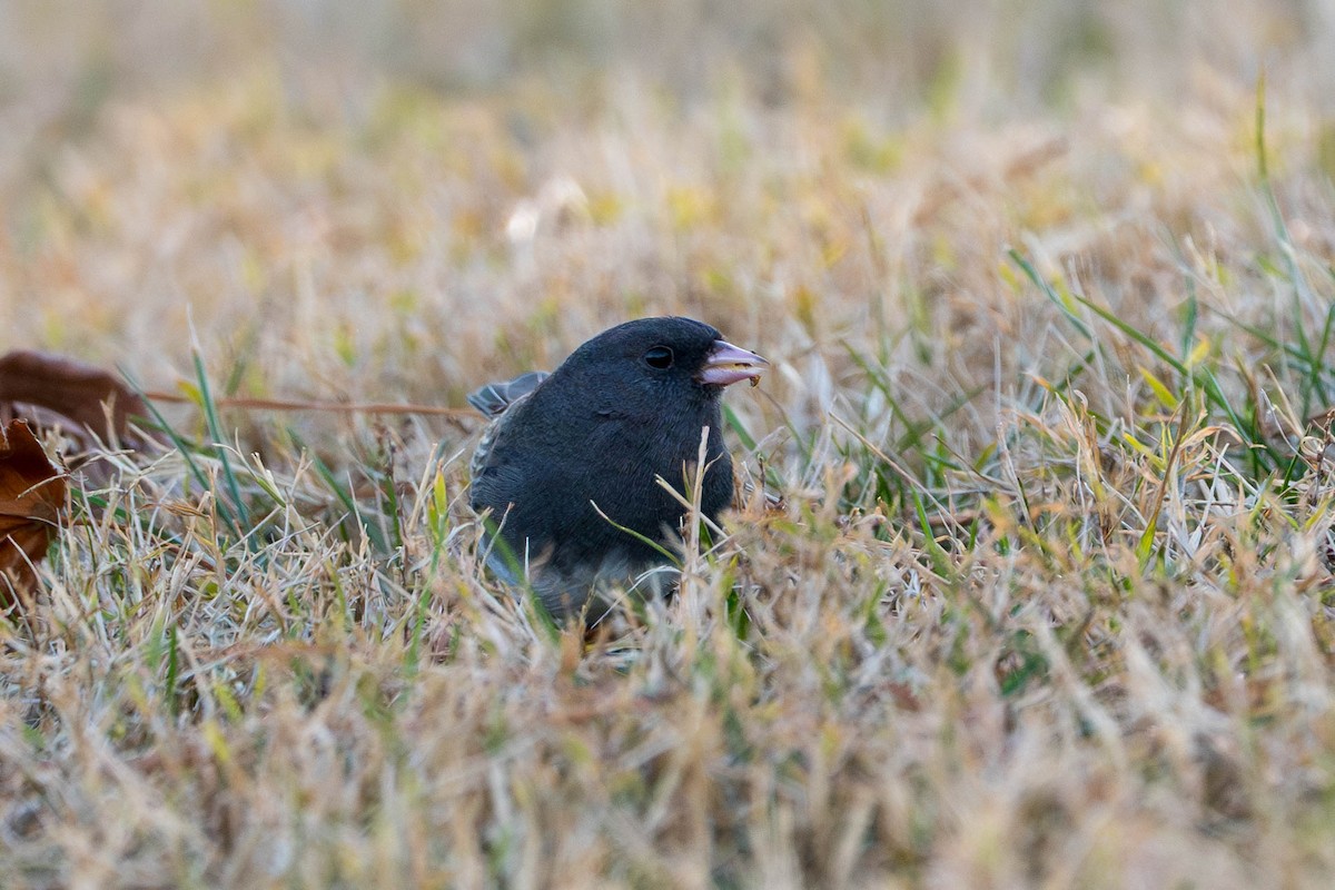 Dark-eyed Junco - ML612527439