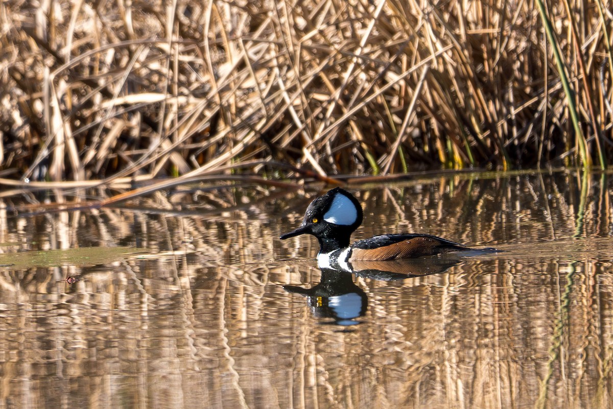 Hooded Merganser - ML612527442