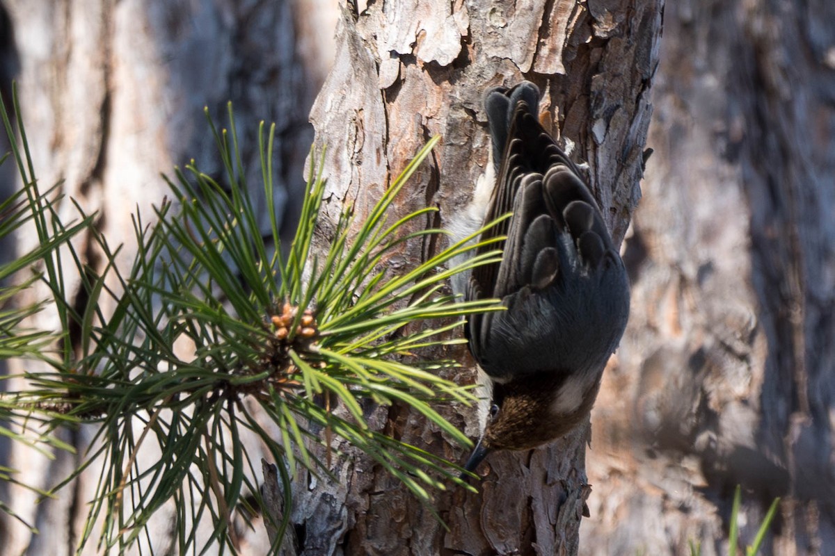 Brown-headed Nuthatch - ML612527443