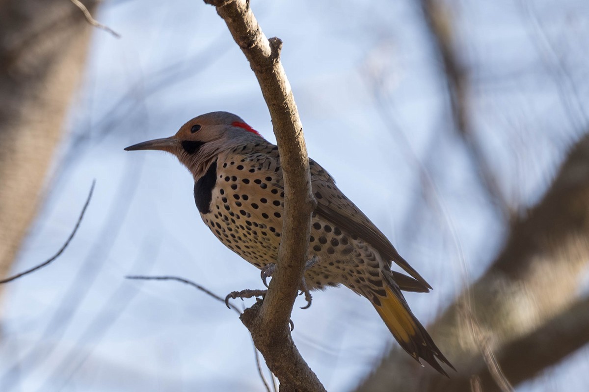 Northern Flicker - ML612527450