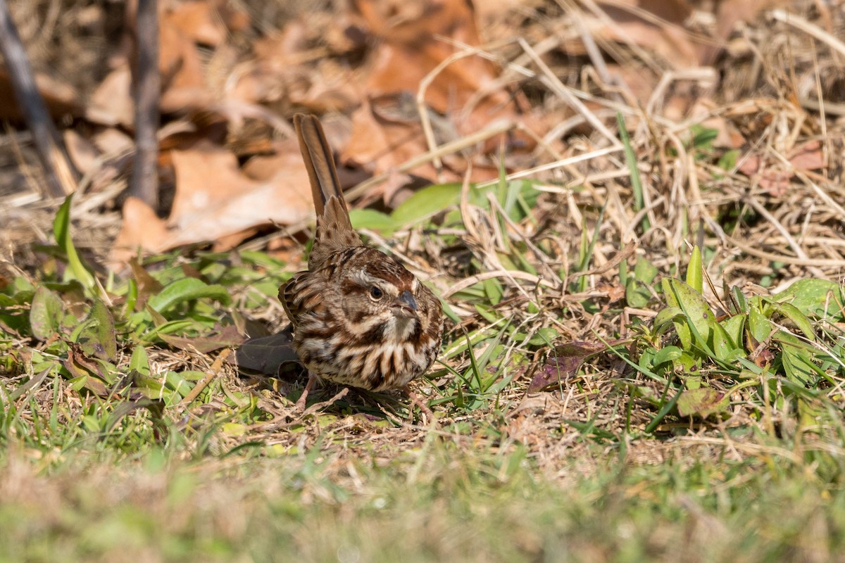 Song Sparrow - ML612527476