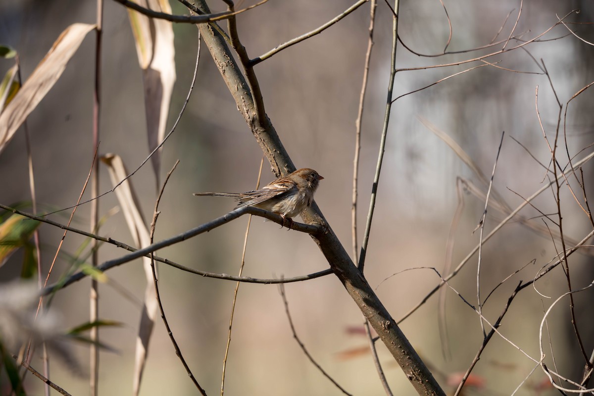 Field Sparrow - ML612527477