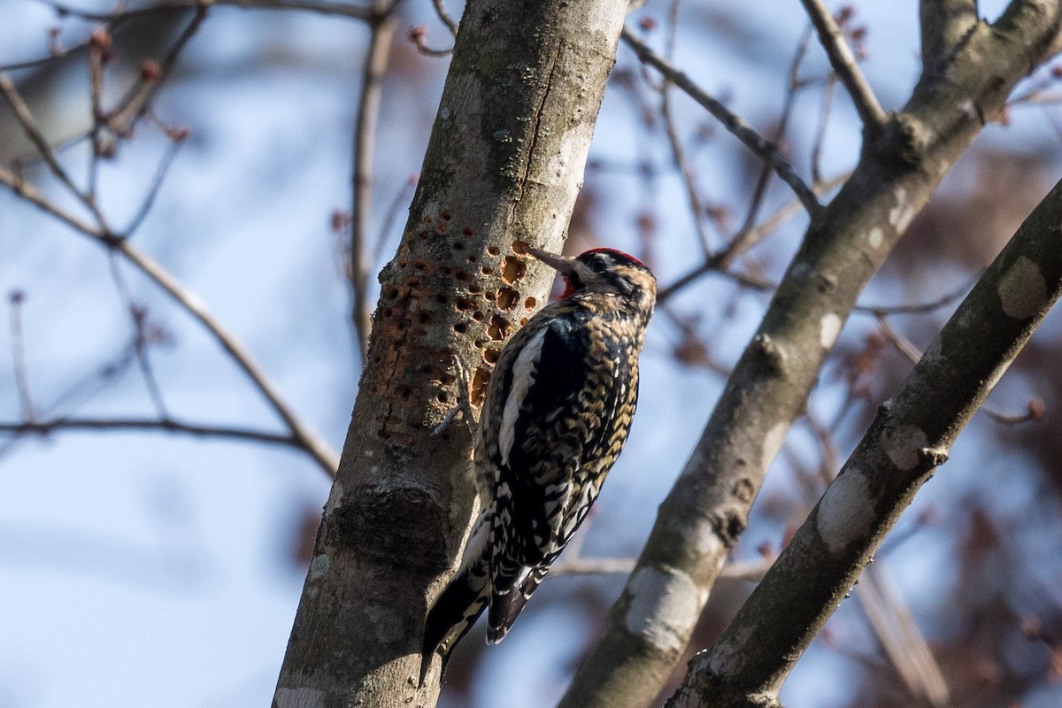 Yellow-bellied Sapsucker - ML612527483