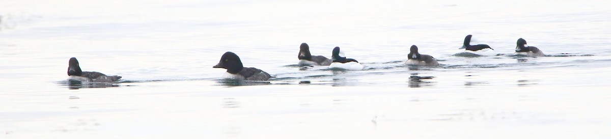 Bufflehead - ML612527541