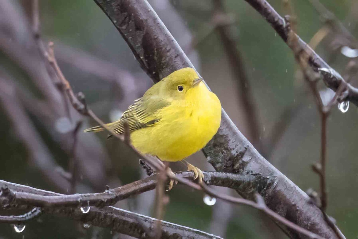 Yellow Warbler - ML612527545