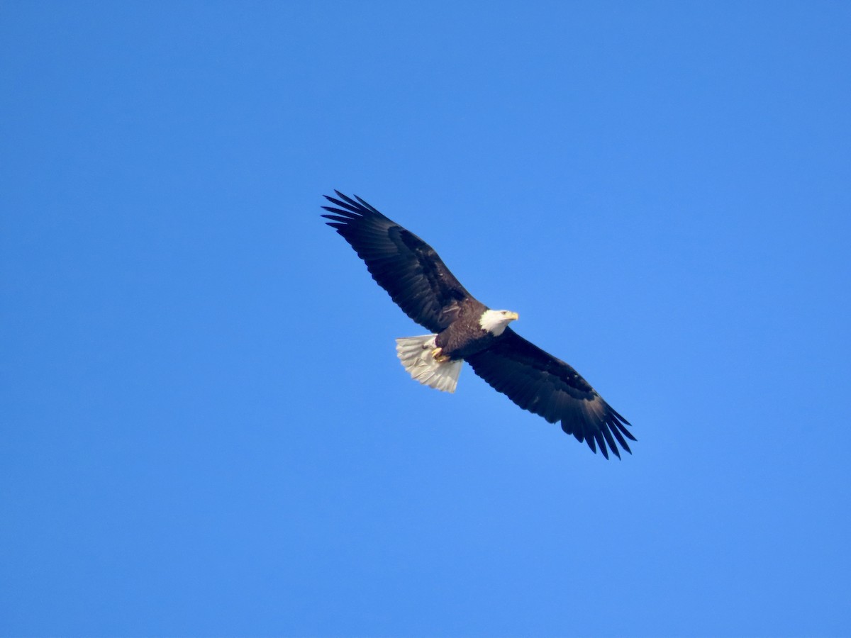 Weißkopf-Seeadler - ML612527571