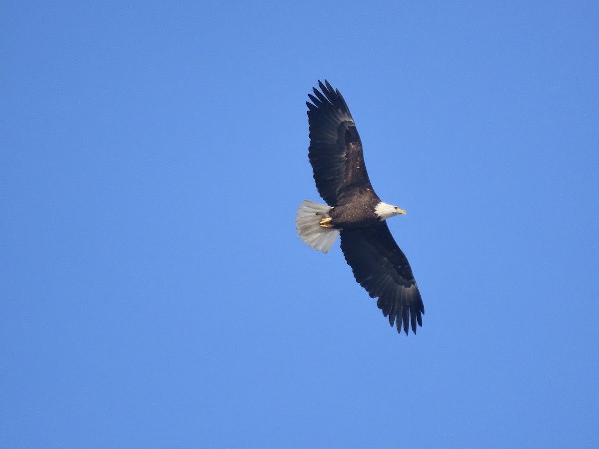 Weißkopf-Seeadler - ML612527572