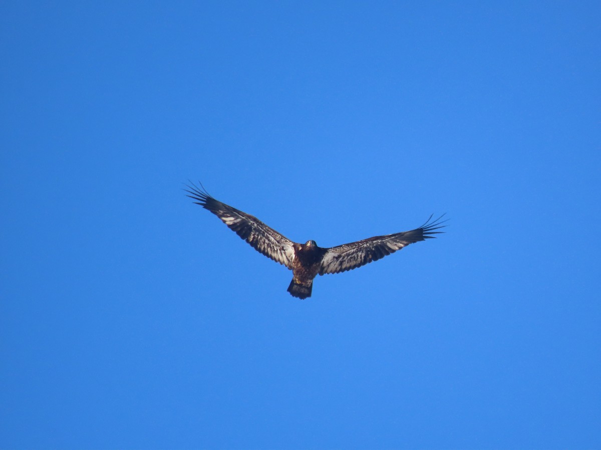 Bald Eagle - ML612527615