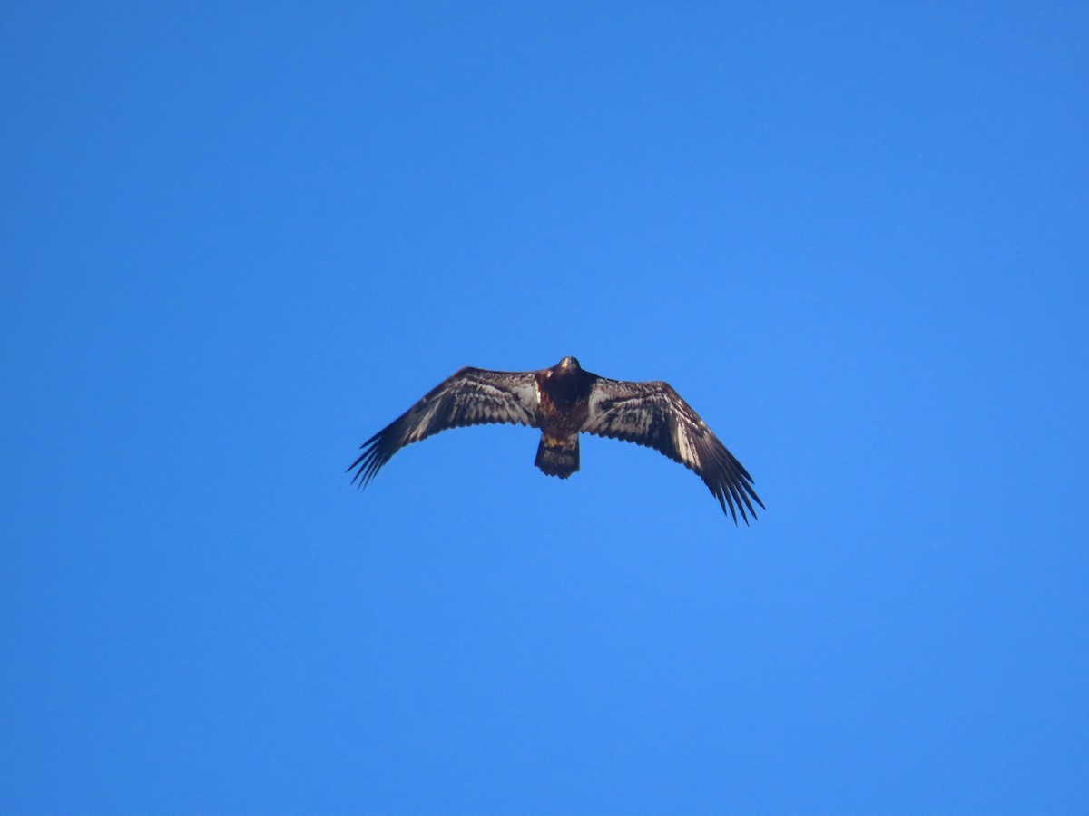 Bald Eagle - ML612527616