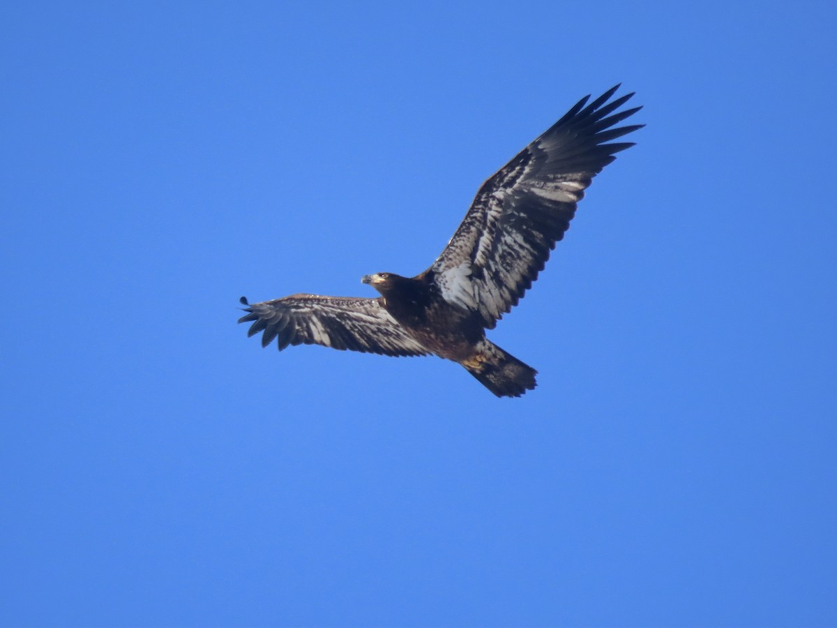 Weißkopf-Seeadler - ML612527617