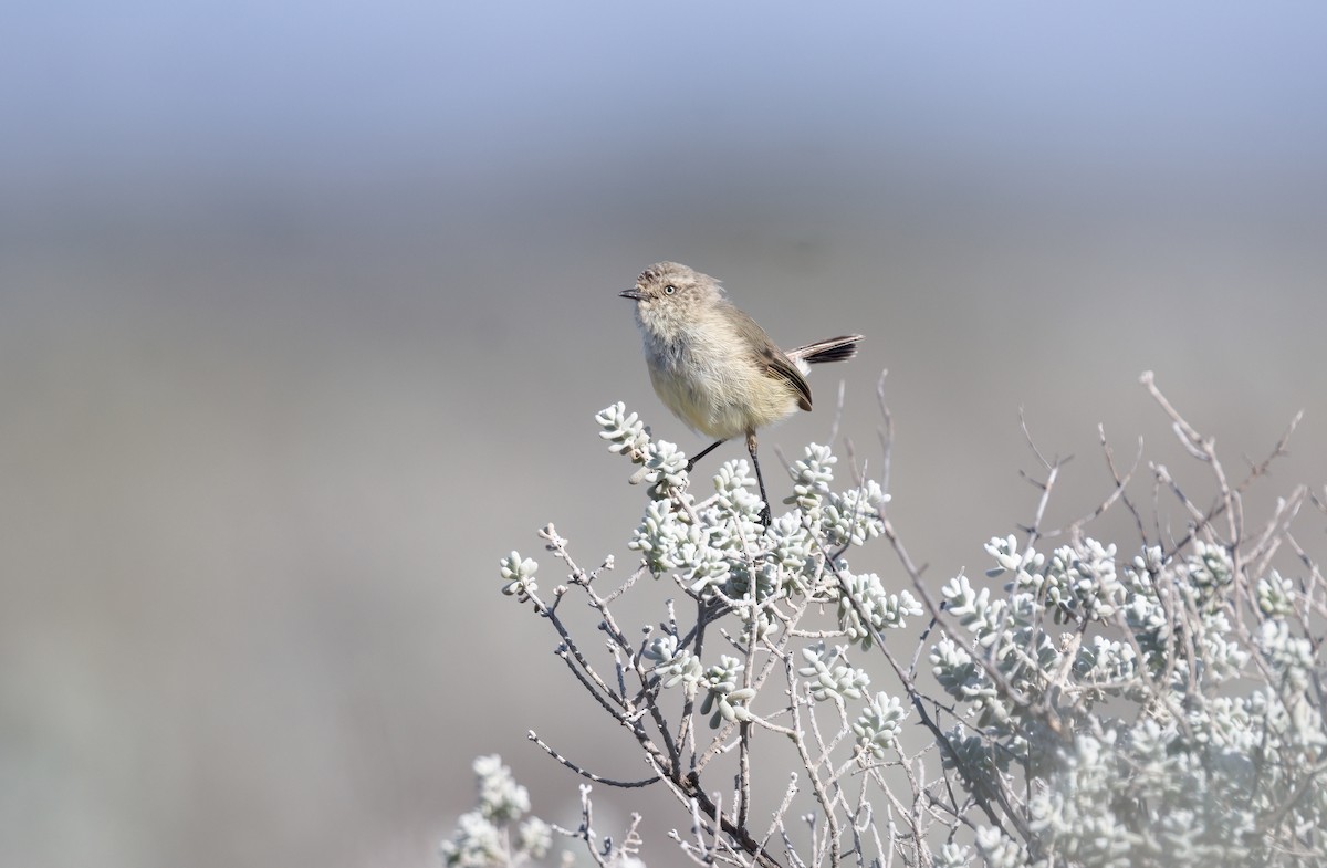 Slender-billed Thornbill - ML612527630