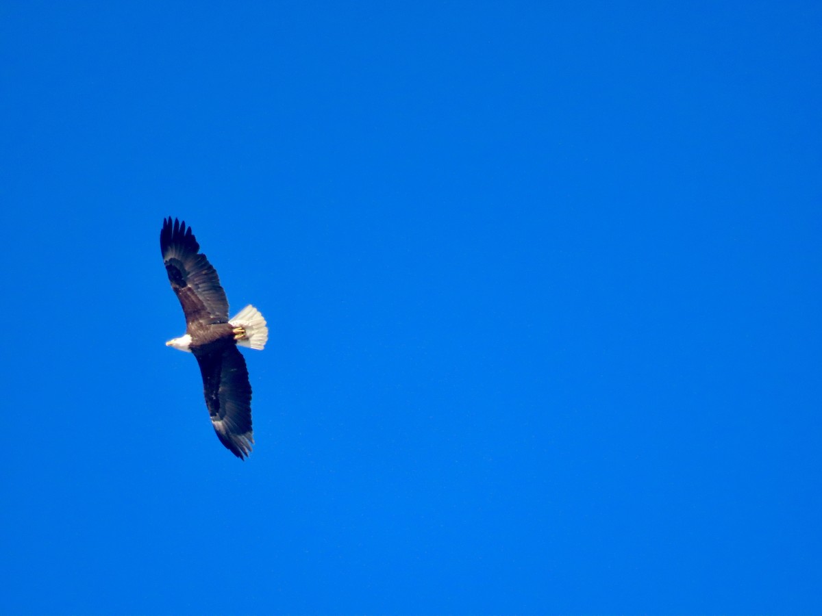 Weißkopf-Seeadler - ML612527644