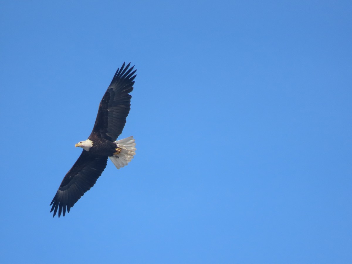 Weißkopf-Seeadler - ML612527645