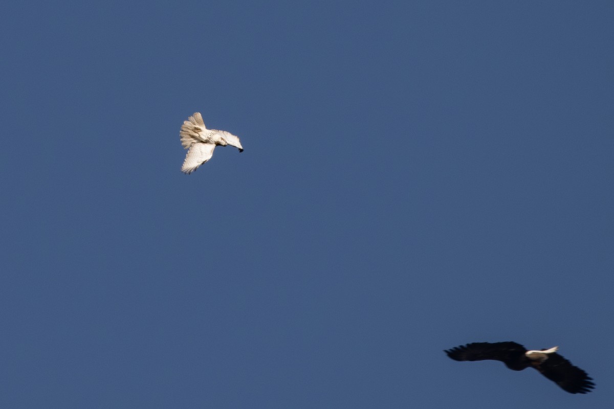 Red-tailed Hawk - ML612527738