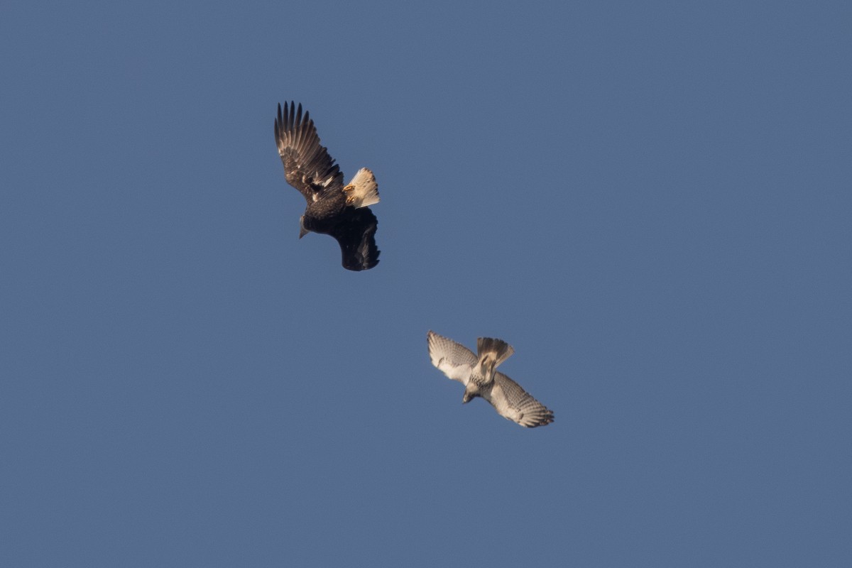 Red-tailed Hawk - ML612527739