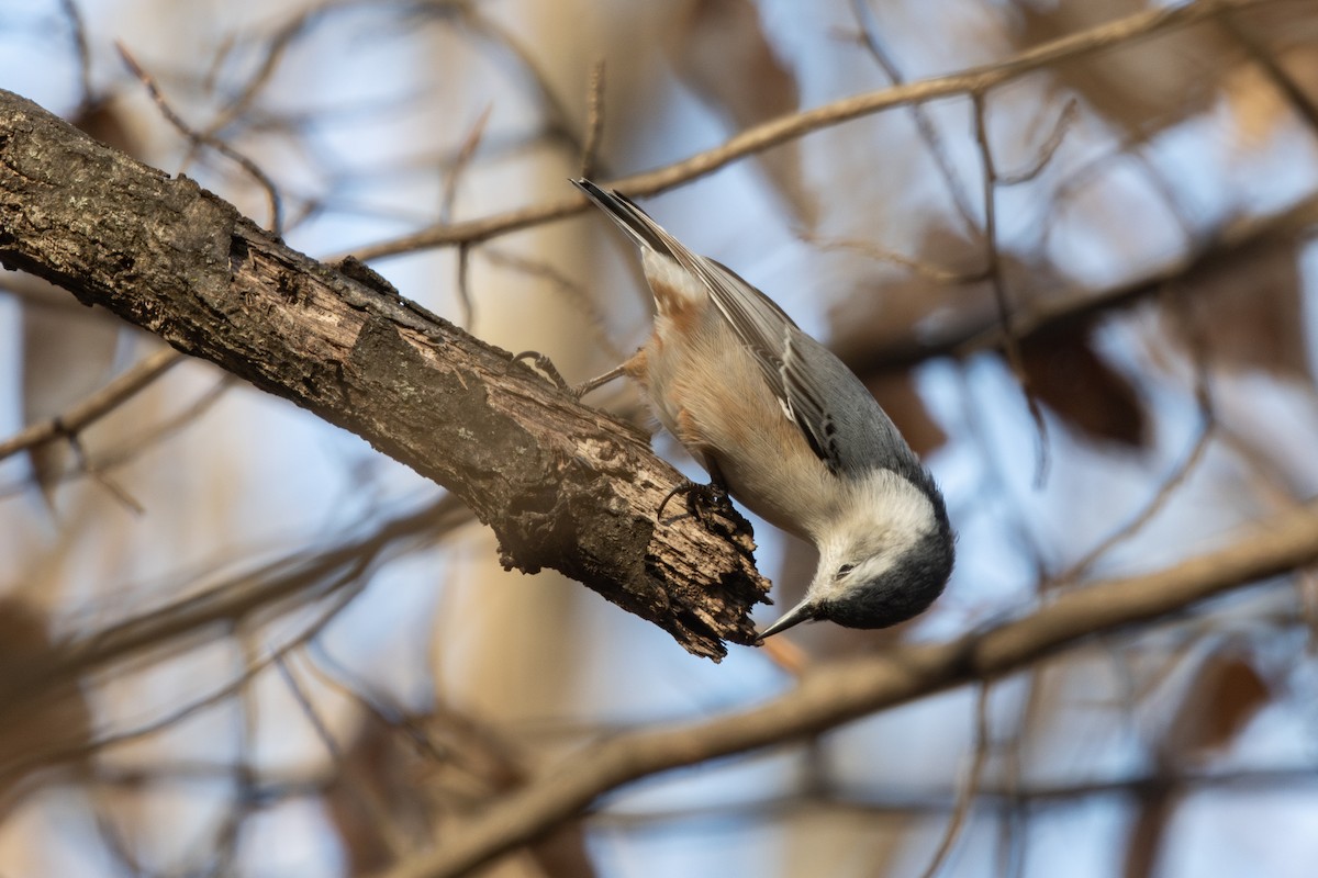 White-breasted Nuthatch - ML612527793