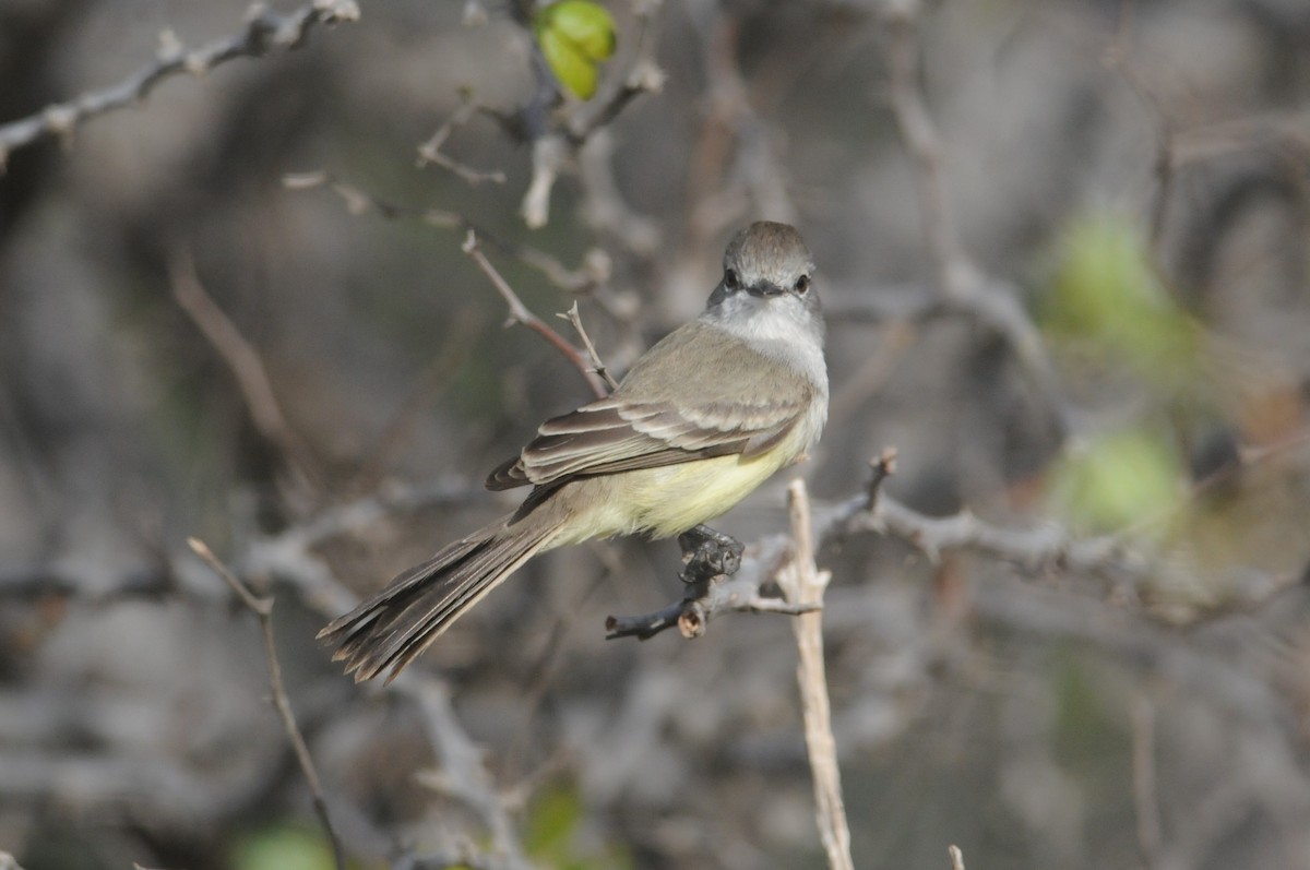 Northern Scrub-Flycatcher - ML612527796