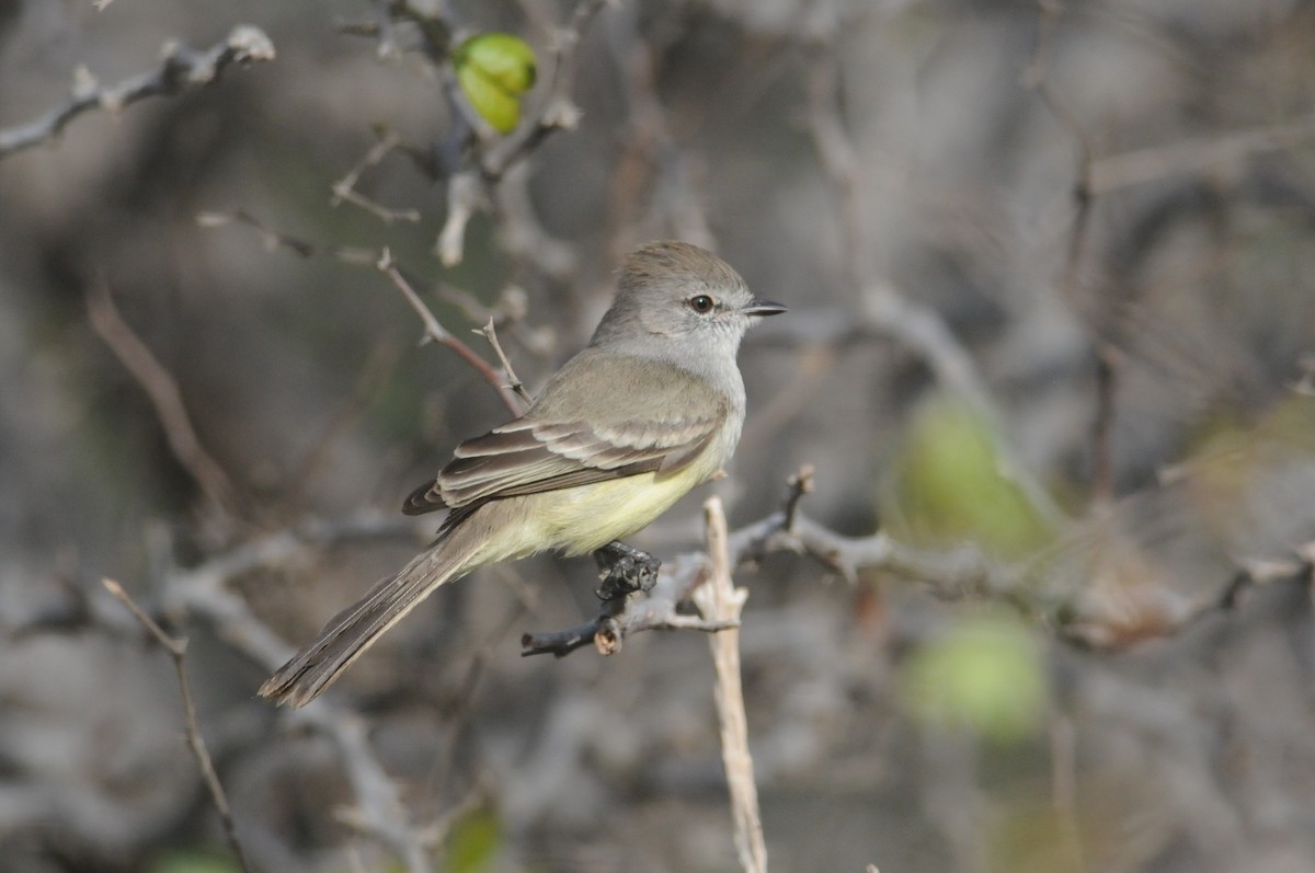 Northern Scrub-Flycatcher - ML612527797